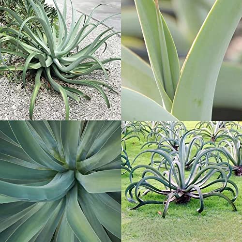 200 StüCk Agavensamen Agaven Samen Fleischfressende Pflanzen Sukkulenten Topf Succulent Plants Seltene Pflanze Serie - GrüNpflanzen PflanzenküBel Winterharte Balkonpflanzen von WJKWY-Q