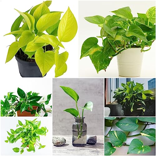 200 pcs efeutute zimmerpflanze hängend samen - winterharte kübelpflanzen Epipremnum aureum,Efeutute am Moosstab, saat gartenpflanzen winterhart mehrjährig ausgefallene geschenke grünpflanzen von WJKWY-Q