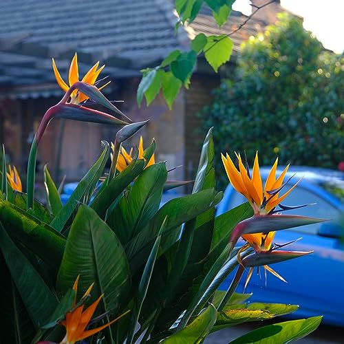 200 pcs strelitzie pflanze garten samen - topfpflanzen draußen winterhart,Strelitzia reginae, zimmerpflanzen wenig lichtbedarf winterharte kübelpflanzen ausgefallene geschenke pflanzensamen von WJKWY-Q