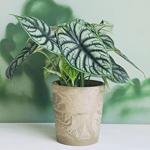 30 Stück alocasia zebrina samen exotische pflanzen winterfeste pflanzen für garten zimmerpflanzen samen balkon hochbeet deko büro hochbeete für garten saatgut ausgefallene geschenke von WJKWY-Q