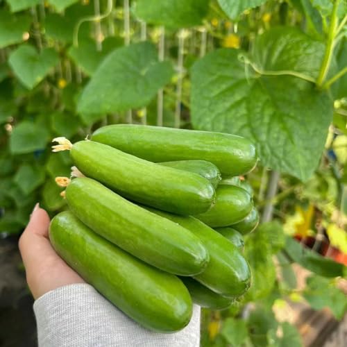 50 pcs gurken samen bio gemüsepflanzen jungpflanzen winterharte kübelpflanzen gurkensamen,Cucumis sativus kräuter pflanzen bonsai topf heilkräuter ausgefallene geschenke wintergemüse von WJKWY-Q