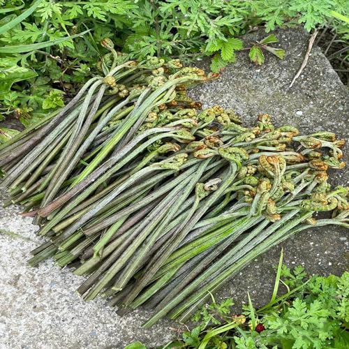 500 pcs Pteridium aquilinum samen pflanze topfpflanzen draußen winterhart bonsai topf wintergemüse samen gemüsesamen balkonpflanzen winterhart gewürzgarten gemüsesamen alte sorten von WJKWY-Q