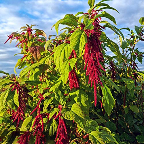 Amaranth Samen GrüNpflanzen Bio Winterharte Balkonpflanzen KüChenkräUter Saatgut GemüSe WintergemüSe KräUter Seed Hochbeet Pflanzensamen Garten Geschenk Bonsai Exotische GemüSesamen 20Stück von WJKWY-Q