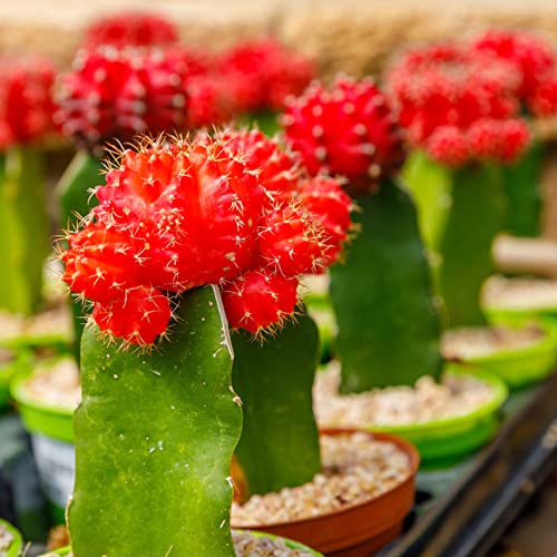 Kaktus Pflanze Samen Kakteen Cactus - Seltene Pflanzen Serie - Fleischfressende Sukkulenten Succulent Plants Saatgut Alte Sorten Indoor Exotische Zimmerpflanzen Balkon Gartenpflanzen 200Stück von WJKWY-Q