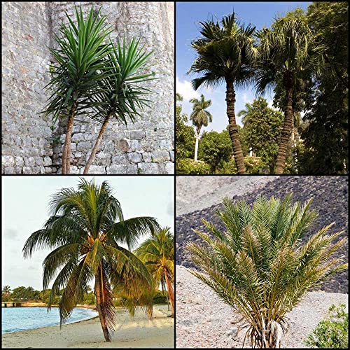 Palmensamen Winterhart DraußEn Mix Palmen Hanfpalme Hawaii Yucca Palme Zimmerpflanze Samen Bergpalme Bonsai Baum Balkonpflanzen Winterharte KüBelpflanzen Saatgut GrüNpflanzen 20stüCk von WJKWY-Q