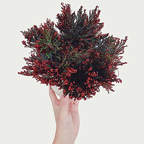 Rose Von Jericho Echte Blattdehnung Selaginella Lepydophylla Knollen Zimmerpflanze Geschenke FüR Gartenfreunde Stauden Pflanzen Garten Balkonpflanzen Winterhart Perfekte Indoor Pflanze 3Zwiebeln von WJKWY-Q