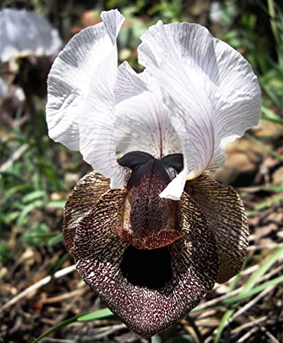 Schwertlilien Zwiebeln Winterhart MehrjäHrig - Seltene Pflanzen Serie - Schwertlilie Knollen Stauden Blumenzwiebeln Flowers Garten Geschenk Balkon Deko Blumen Pflanztopf Exotische Iris 4Stück von WJKWY-Q