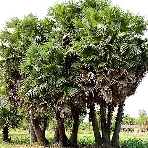 Winterharte Palme Samen Palmen Winterhart DraußEn Palmensamen Bergpalme Zimmerpalme Bonsai Baum Zimmerpflanzen Winterharte Stauden Garten Geschenk GrüNpflanzen Pflanzensamen Topfpflanzen 30stüCk von WJKWY-Q