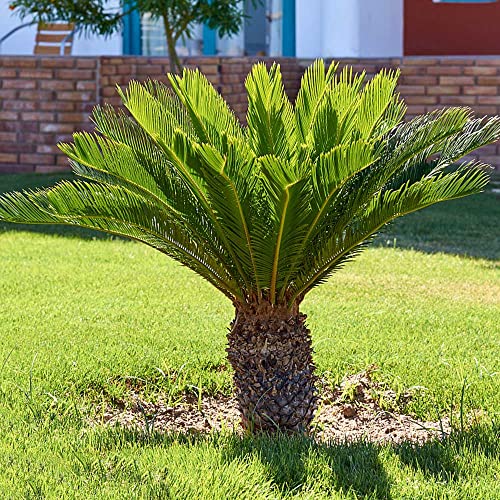 Winterharte Palmen Kaufen Palmensamen Palme Winterhart FüR AußEn Chinesische Hanfpalme Bonsai BäUmchen GrüNpflanzen Bonsai Samen Pflanzen Anzucht Pflanzensamen Winterharte Stauden Zimmerpflanzen -15 von WJKWY-Q