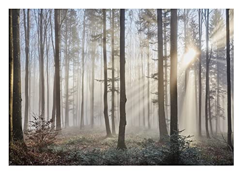 Fototapete Wohnzimmer Wald Grau Sonne Nebel Bäume Natur Schlafzimmer Wandtapete Vlies Tapete UV-Beständig Hohe Auflösung Montagefertig (13136, V8 (368x254 cm) 4 Bahnen) von WallArena