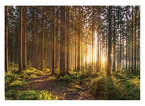 Fototapete Wald Sonne Landschaft Bäume grün Natur Wohnzimmer Schlafzimmer Motivtapeten Vlies Tapete UV-Beständig Montagefertig (416x254 cm - 4 Bahnen) von WallArena