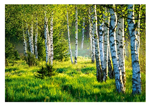 Vlies Fototapete Birkenwald Wald Birken Sonne Natur 3D EFFEKT inklusive Kleister Wohnzimmer Schlafzimmer Wandtapete Tapete UV-Beständig Montagefertig (368 x 254 cm - 4 Bahnen) von WallArena