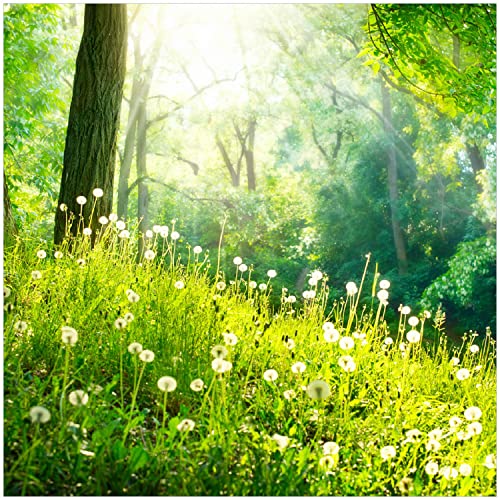 Wallario Glasbild Pusteblumen im Wald mit einfallenden Sonnenstrahlen - 30 x 30 cm Wandbilder Glas in Premium-Qualität: Brillante Farben, freischwebende Optik von Wallario