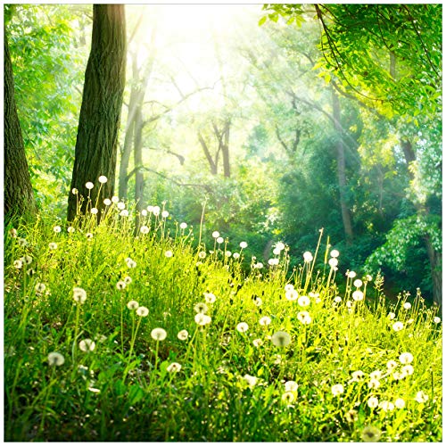 Wallario Glasbild Pusteblumen im Wald mit einfallenden Sonnenstrahlen - 50 x 50 cm Wandbilder Glas in Premium-Qualität: Brillante Farben, freischwebende Optik von Wallario
