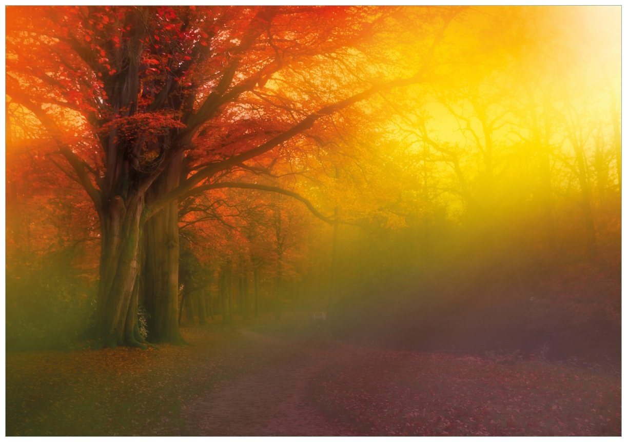 Wallario Poster, Bunter Herbst - Waldlandschaft bei Nebel in Regenbogenfarben, in verschiedenen Ausführungen von Wallario