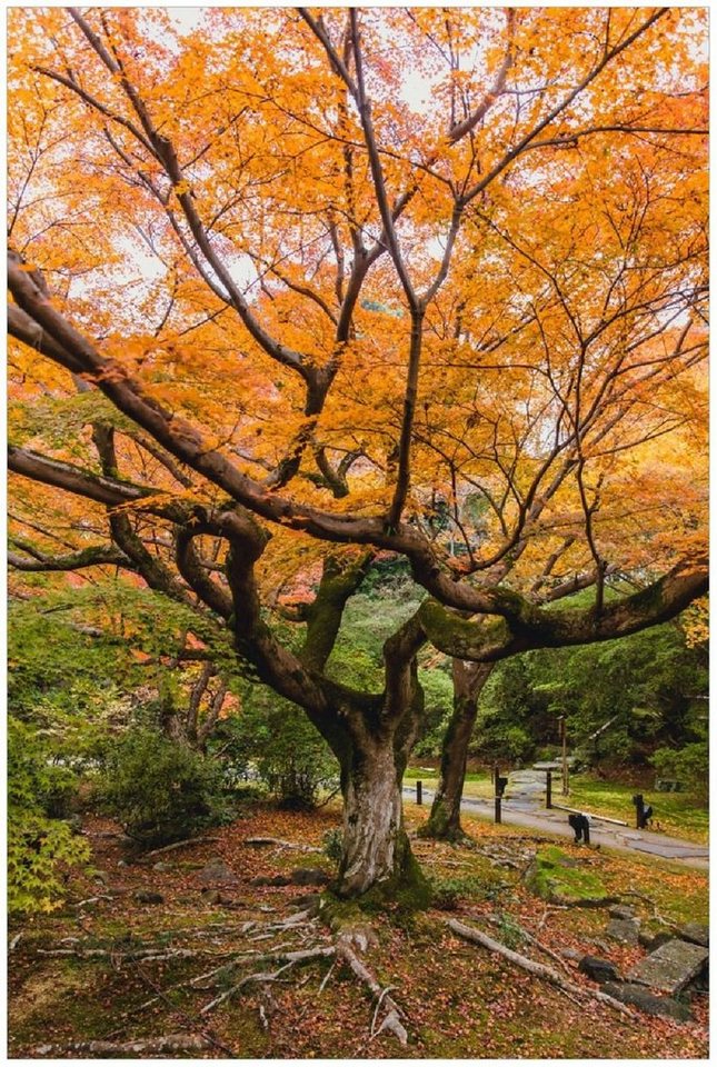 Wallario Poster, Gelber Ahornbaum im Herbst in Japan, in verschiedenen Ausführungen von Wallario