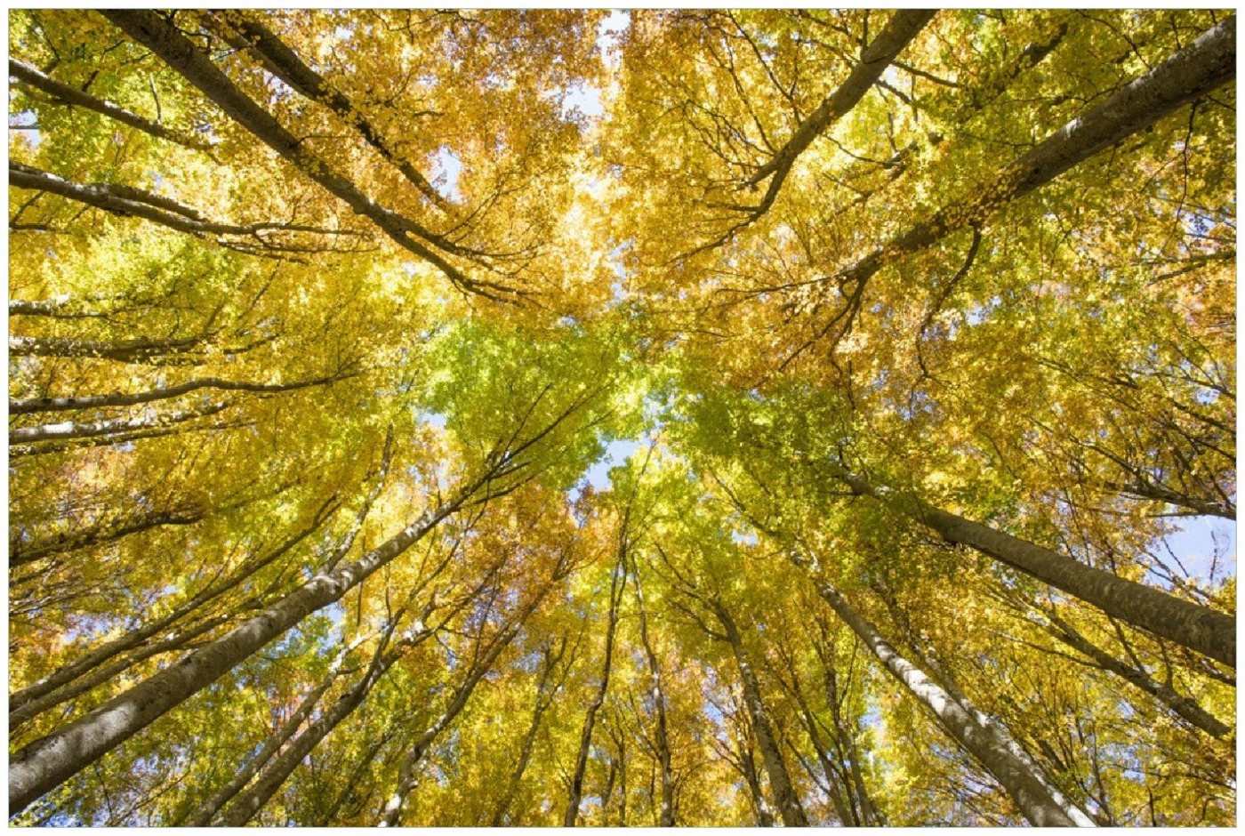 Wallario Poster, Goldener Herbst - Bunte Blätter von unten betrachtet, in verschiedenen Ausführungen von Wallario