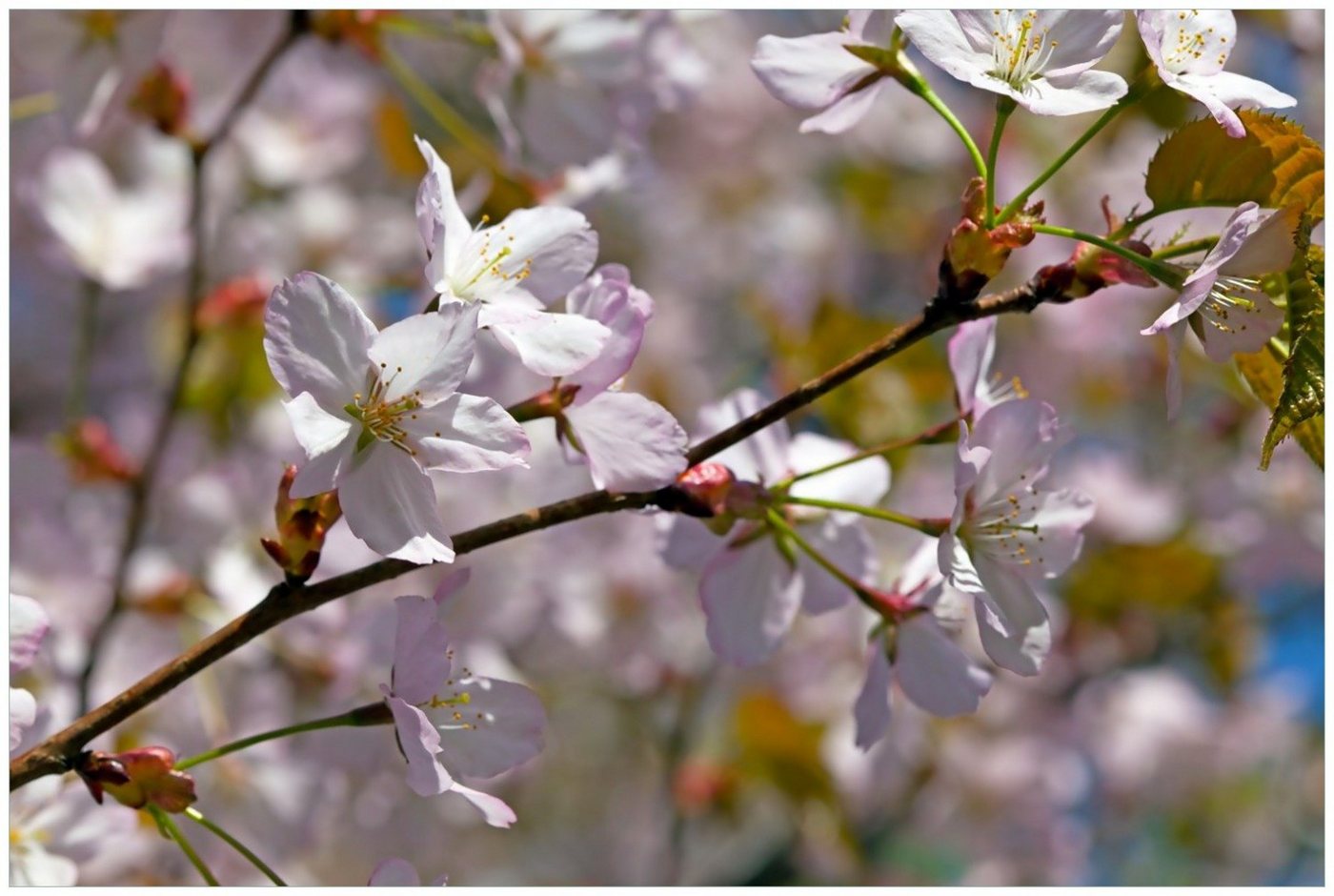 Wallario Poster, Kirschblüten in zartem Rosa - Frühling im Garten, in verschiedenen Ausführungen von Wallario