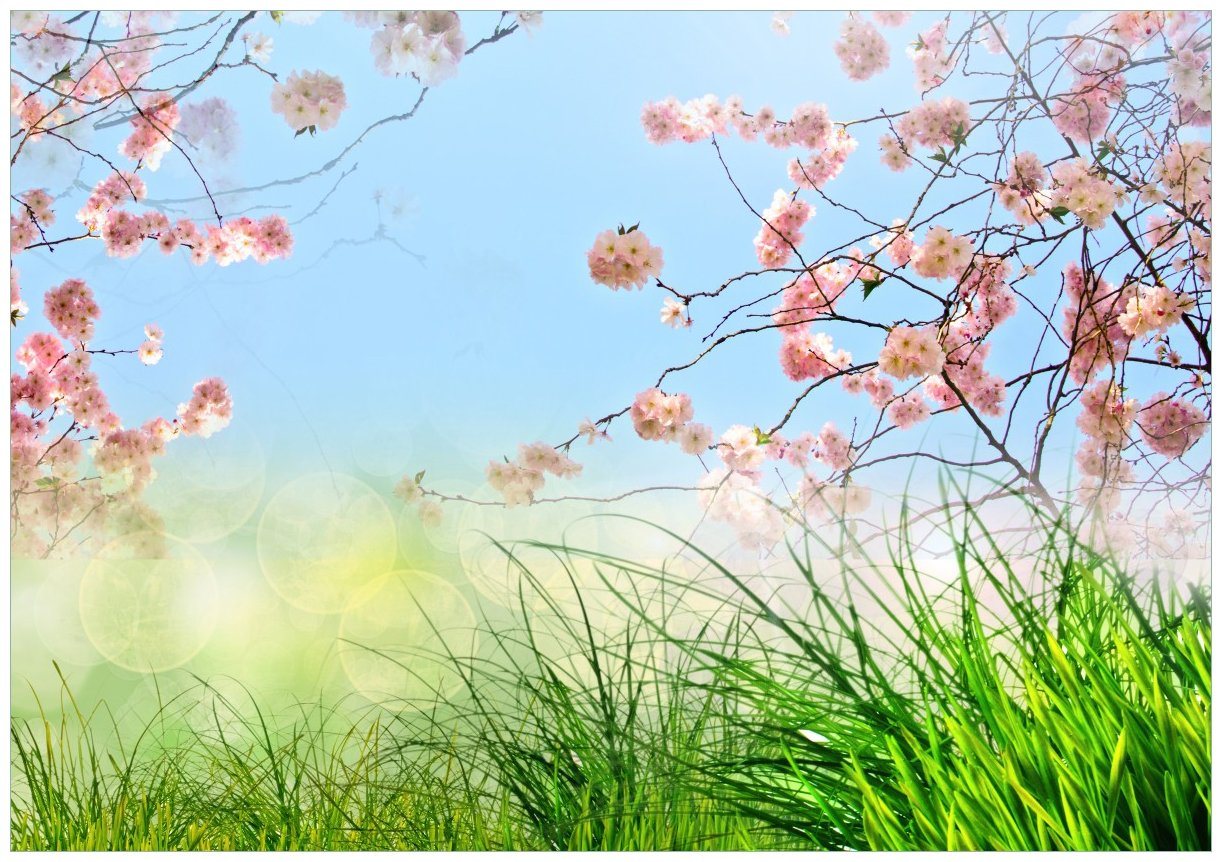 Wallario Poster, Kirschblütenzweige und grüne Wiese- Frühling, in verschiedenen Ausführungen von Wallario