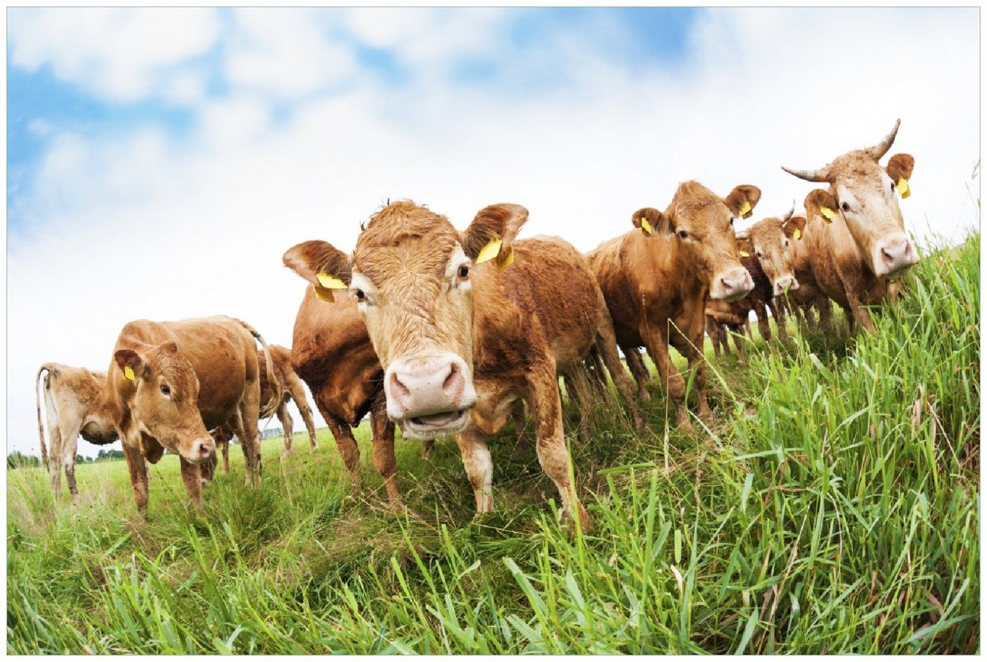 Wallario Poster, Kühe im Sommer auf der Weide, in verschiedenen Ausführungen von Wallario