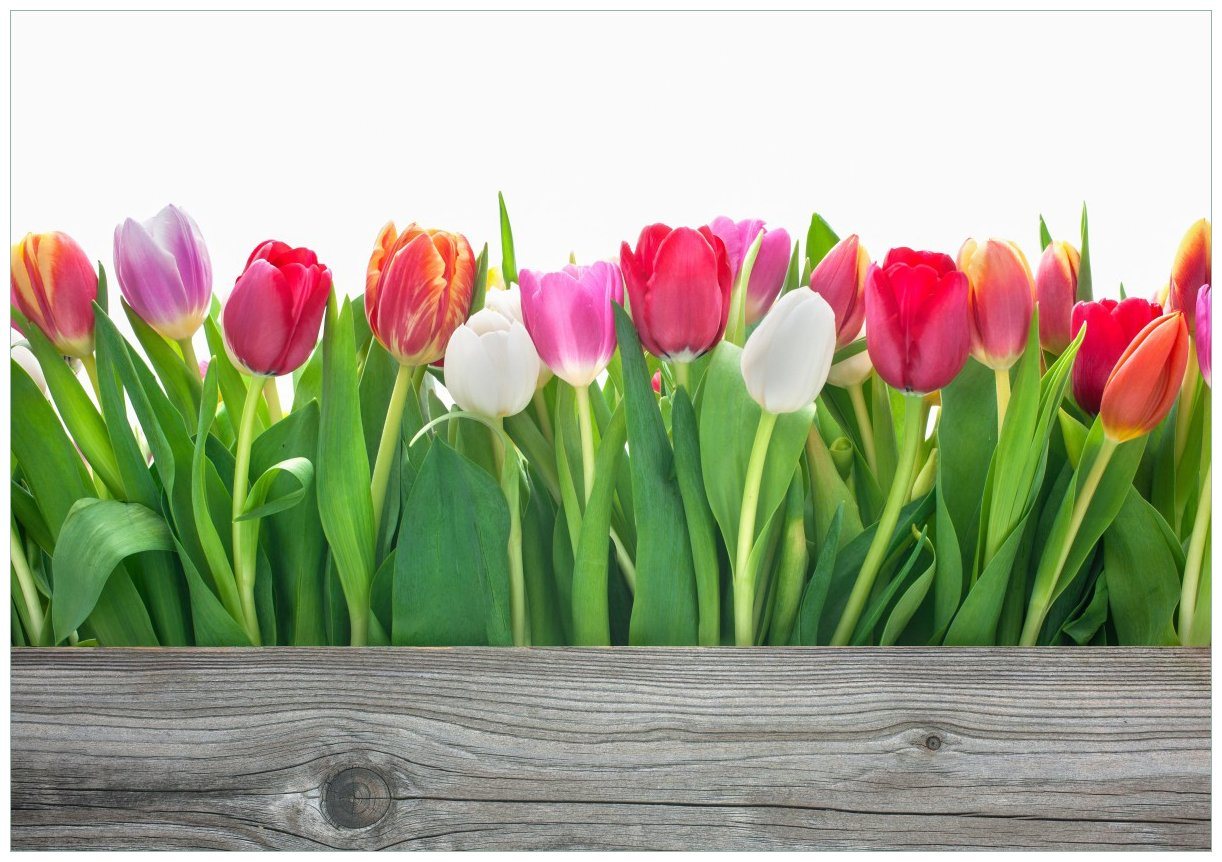 Wallario Poster, Rote weiße und pinke Tulpen im Frühling, in verschiedenen Ausführungen von Wallario