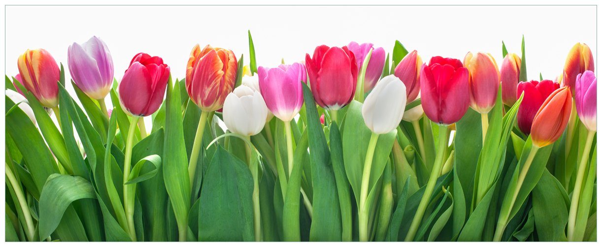 Wallario Poster, Rote weiße und pinke Tulpen im Frühling, in verschiedenen Ausführungen von Wallario