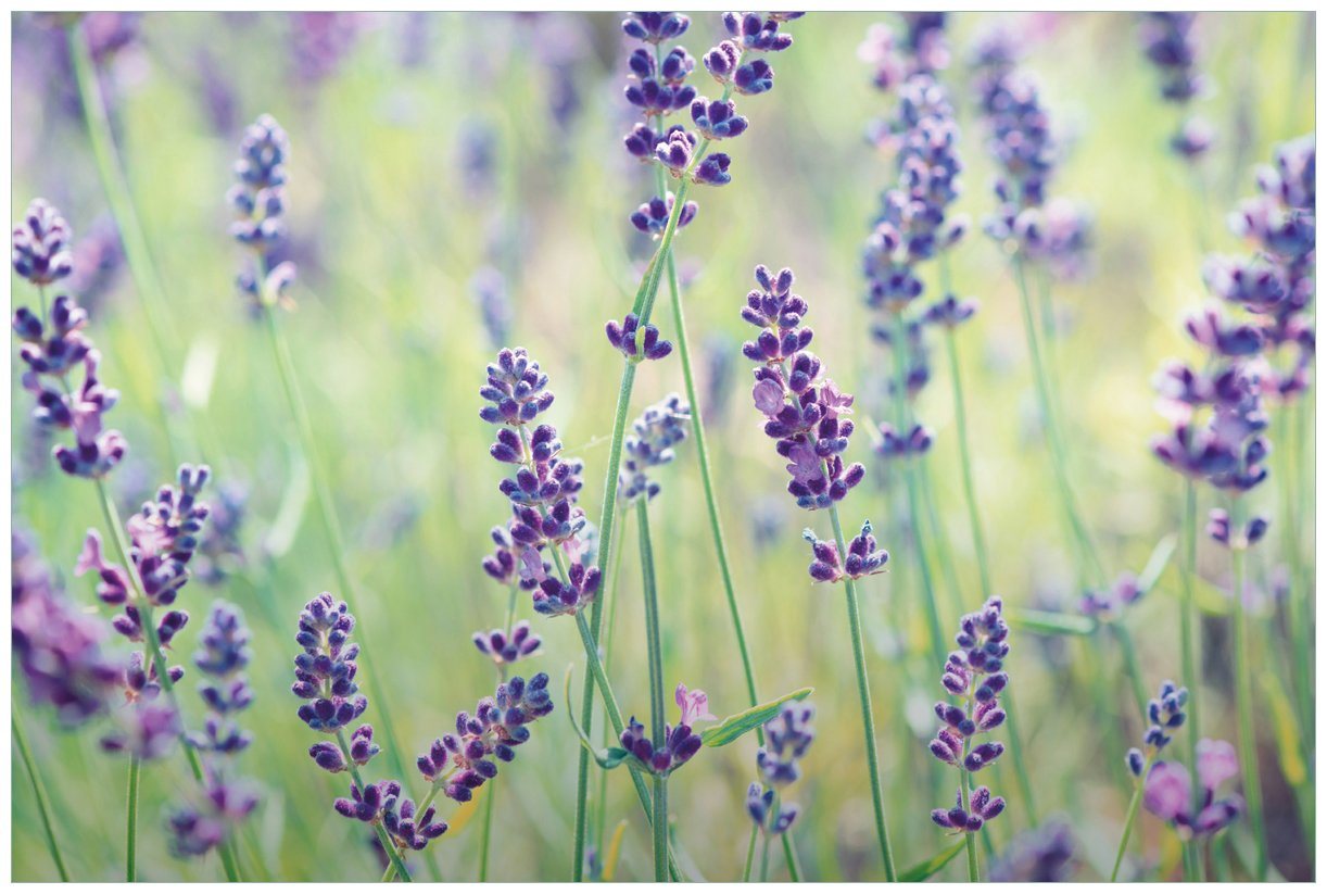 Wallario Vliestapete Lila Blumenfreude - Violette Pflanzen auf der Wiese, seidenmatte Oberfläche von Wallario