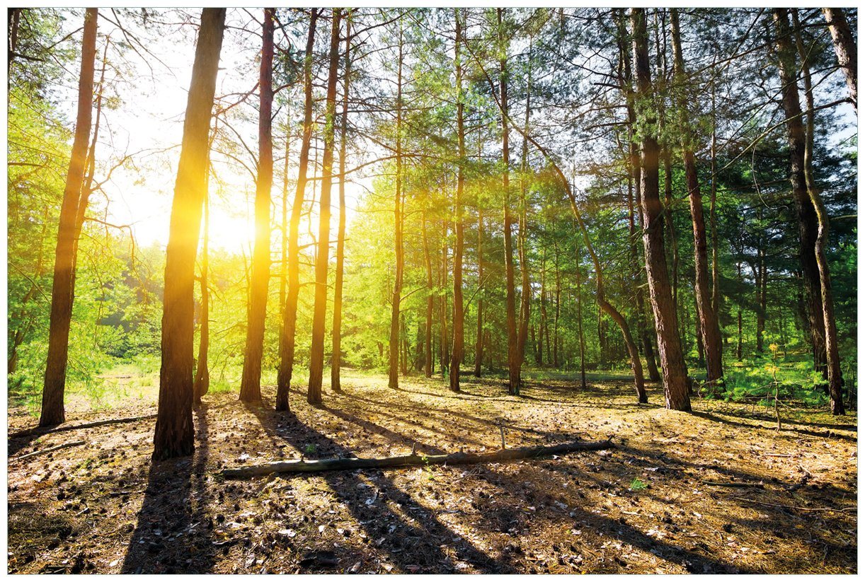 Wallario Vliestapete Sonnenstrahlen tief hinter dem Wald, seidenmatte Oberfläche von Wallario