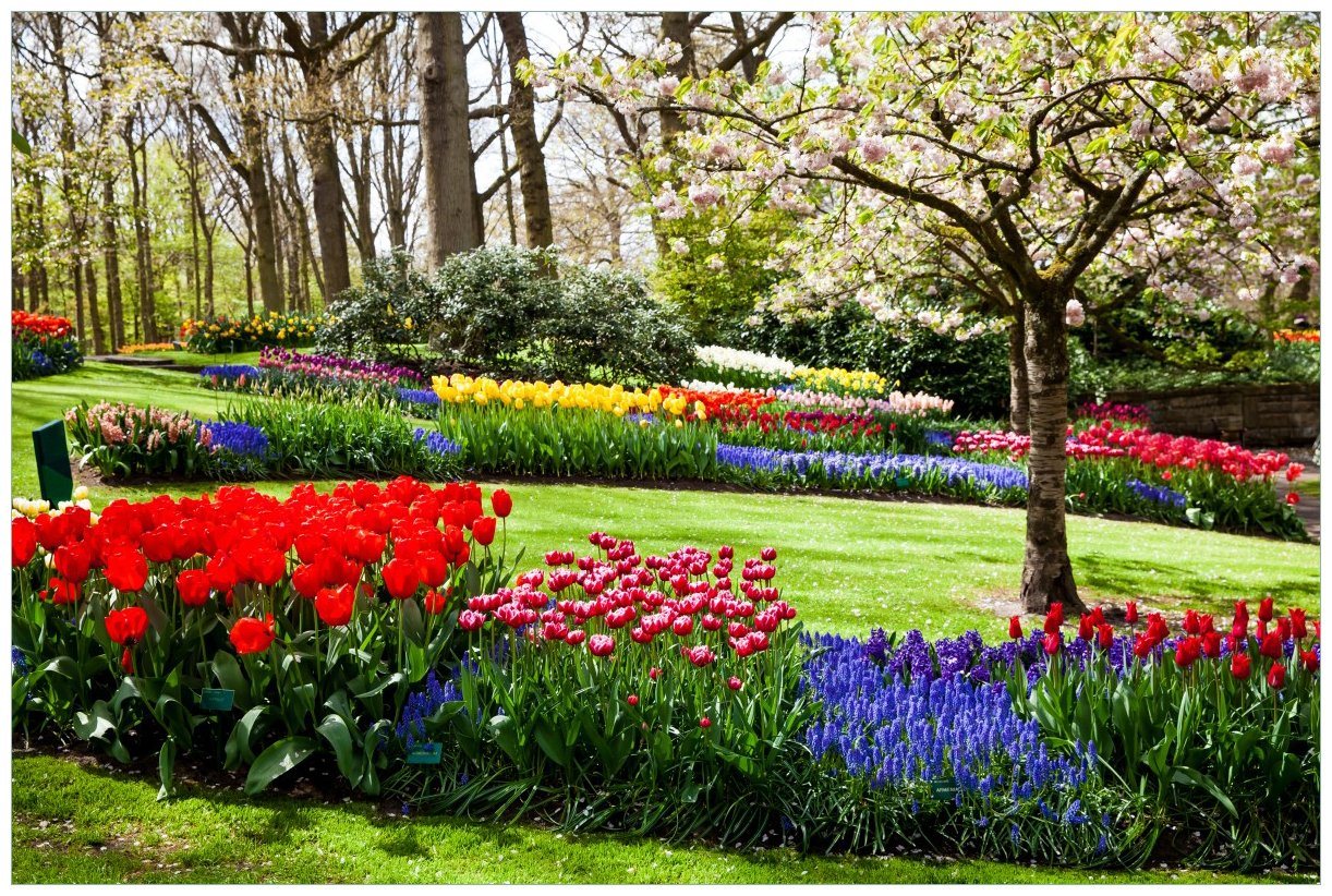 Wallario Wandfolie, Bunte Blumen und Kirsch-Baum im Park blühen im Frühling, in verschiedenen Ausführungen von Wallario