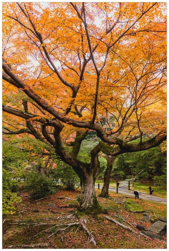 Wallario Wandfolie, Gelber Ahornbaum im Herbst in Japan, in verschiedenen Ausführungen von Wallario