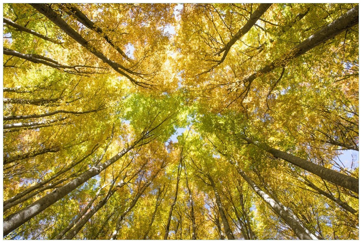 Wallario Wandfolie, Goldener Herbst - Bunte Blätter von unten betrachtet, in verschiedenen Ausführungen von Wallario