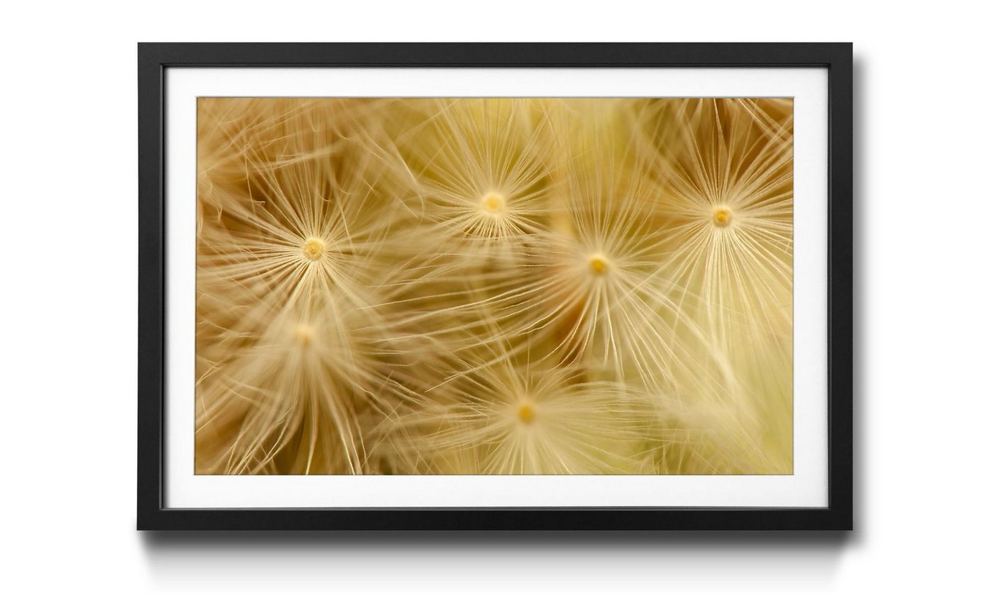 WandbilderXXL Bild mit Rahmen Dandelion, Blumen, Wandbild, in 4 Größen erhältlich von WandbilderXXL