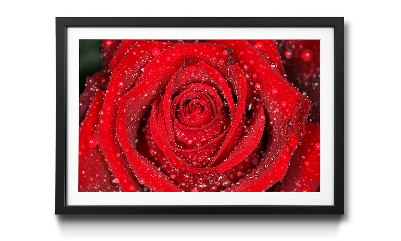 WandbilderXXL Bild mit Rahmen Morning Rose, Blumen, Wandbild, in 4 Größen erhältlich von WandbilderXXL