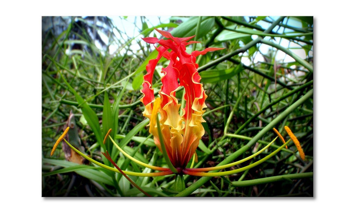 WandbilderXXL Leinwandbild Flower Queen, Blume (1 St), Wandbild,in 6 Größen erhältlich von WandbilderXXL