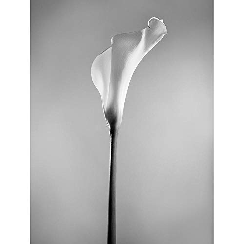 Wee Blue Coo Flower Black And White Calla Lily Art Print Poster Wall Decor Kunstdruck Poster Wand-Dekor-12X16 Zoll von Wee Blue Coo