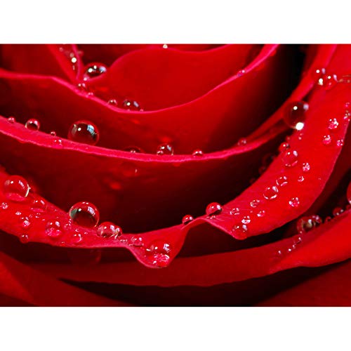 Wee Blue Coo Rote Rose Makro Blume Blüte Tau Foto Kunst Bild Leinwand Druck von Wee Blue Coo