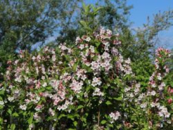 Liebliche Weigelie / Rosa Weigelie, 80-100 cm, Weigela florida, Containerware von Weigela florida