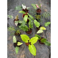 Wholesale Philodendron Plant Package | 11 Pflanzen von WildGardenCrafts