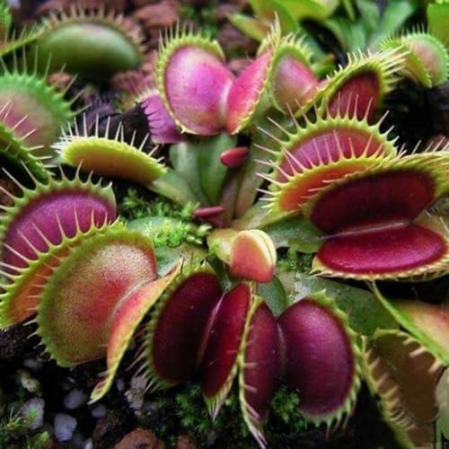 60/120 Stück Dionaea Muscipula Samen Fliegenfalle Fleischfressende Pflanze Bonsai Dekoration Kakteen & Sukkulenten Samen, Getreidesamen, Farnsamen, Blumensamen, Obstsamen, Grassamen Dionaea Muscipul von Wilitto