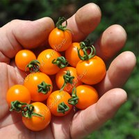 Orange Dream Tomatensamen - Mikro Zwerg Tomate Samen Pflanzen Aerogarden von WoodlandCreationz