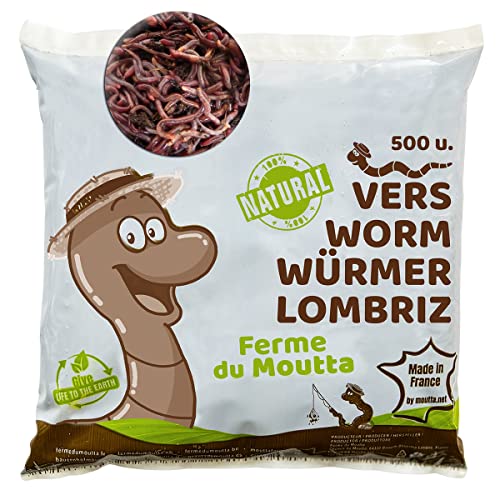 WormBox 500 STK. Kompostwürmer (250g) | Regenwürmer Eisenia, kompostieren Sie Ihren organischen Abfall - Für Vermicomposter/Komposter/Garten von WormBox