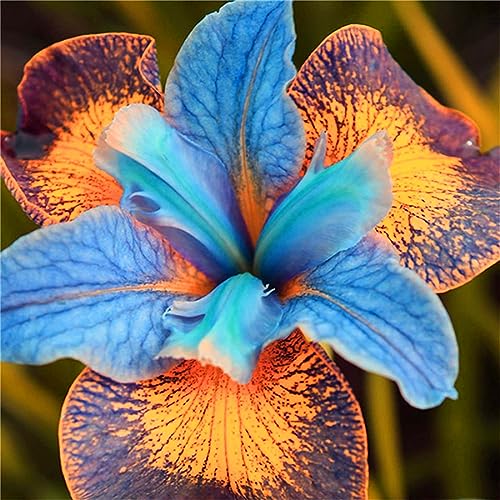 Iris Staude, Mix Mehrjährig Iris Rhizome, Iris Zwiebeln, Schwertlilien Winterhart, Qualitätspflanzen, Ideale Garten Pflanzen, Schwertlilie Zwiebeln,-10zwiebeln-c Iris Staude, Mix Mehrjährig Iris Rhizome, Iris Zwiebeln, Schwertlilien Winterhart, Qualitätspflanzen, Ideale Garten Pflanzen, Schwertlilie Zwiebeln,-10zwiebeln-c von XCMBNHY