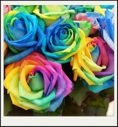 Rosen Zwiebeln, Seltene Pflanze, Winterharte Pflanzen, MehrjäHrige Qualitätspflanzen, Blumenzwiebel Mix, Garten Pflanzen, MysteriöSe Magische GlüHbirne, 3zwiebeln-E Rosen Zwiebeln, Seltene Pflanze, Winterharte Pflanzen, MehrjäHrige Qualitätspflanzen, Blumenzwiebel Mix, Garten Pflanzen, MysteriöSe Magische GlüHbirne, 3zwiebeln-E von XCMBNHY