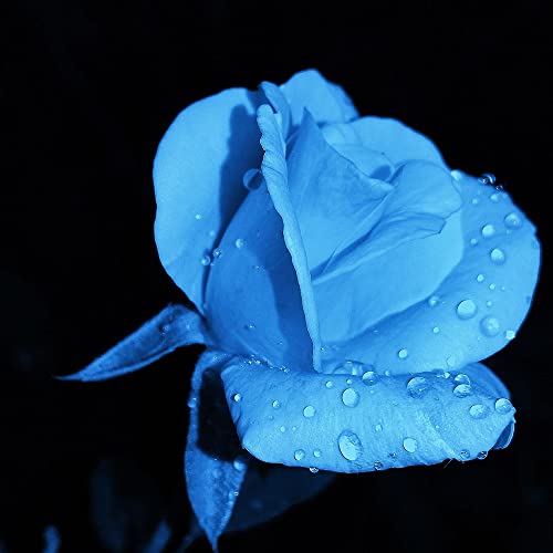 Exotische Blau Rose Blumen Samen Nostalgie Rosen Winterhart MehrjäHrig Duftend Blumensamen Gastgeschenk Winterharte Pflanzen FüR Garten Blumenwiese Mehrfach BlüHend KüBelpflanzen 200 Seeds von XHLKD-Y