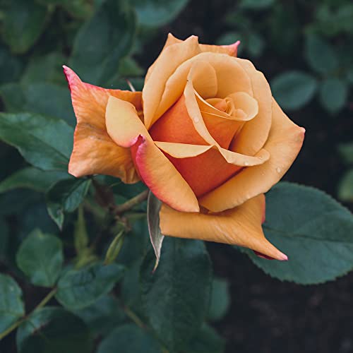 Exotische Orange Rose Blumen Samen Nostalgie Rosen Winterhart MehrjäHrig Duftend Blumensamen Gastgeschenk Winterharte Pflanzen FüR Garten Blumenwiese Mehrfach BlüHend KüBelpflanzen 200 Seeds von XHLKD-Y