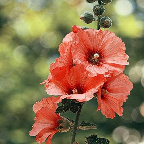 XHLKD-Y Stockrose Blumensamen Stockrosen Samen Winterhart MehrjäHrig Pflanzen Winterhart Kaufen Gastgeschenk Blumen FüR Garten Schmetterlingsflieder Gartenpflanzen Blumenwiese 300 Seeds (Orange) von XHLKD-Y