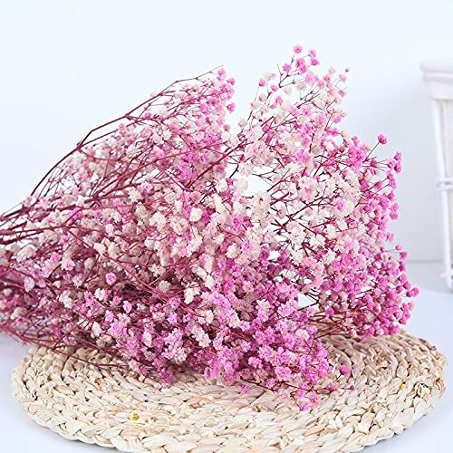 YIWOYI Natürliche Trockenblume, Schleierkraut, frisch getrocknete Blumen, Gypsophila Paniculata, Blumensträuße für Hochzeit, Party, Heimdekoration, 40 - 55 cm, 80 g, Rosa / Violett von YIWOYI