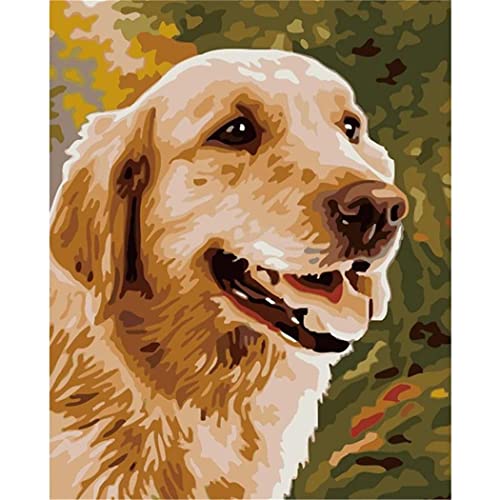 YSCOLOR Malen Nach Zahlen Für Erwachsene, Golden Retriever, Diy-Leinwand-Ölgemälde-Kits, Anfänger, Wanddekoration, Geschenke 40X50cm von YSCOLOR