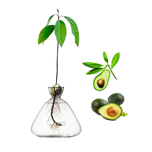 Glas Avocado Baum Blumenvasen, Avocado Samen Starter Pflanzgefäß Vase, Glasvasen für Blumen, Avocado Baum Anbau Kit, Samen Hydrokulturvase Home Table Decor von YWNYT
