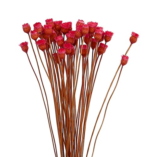 Getrocknete Daisy Bouquet natürliche trockene Blüten Dekoration in Vase Tisch Blumen 50 Stängel Rot, getrockneter Blütenstrauß von Yeory